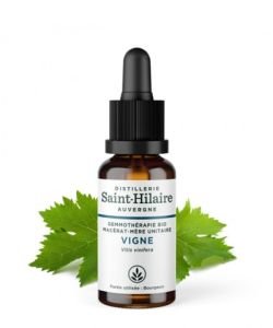 Vigne (Vitis vinifera) bourgeon BIO, 30 ml